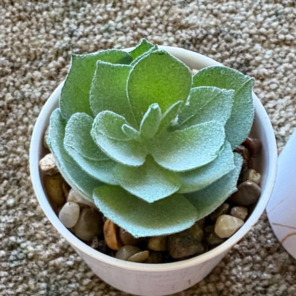 Elegant Green Faux Succulent Planters